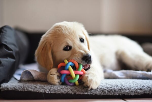 lab