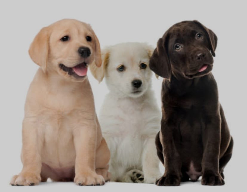 Labrador
